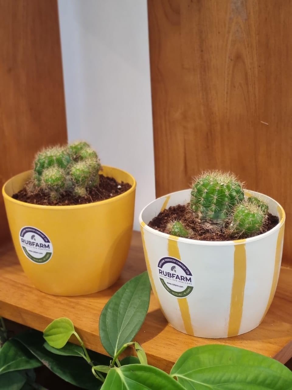 Rubber Planters